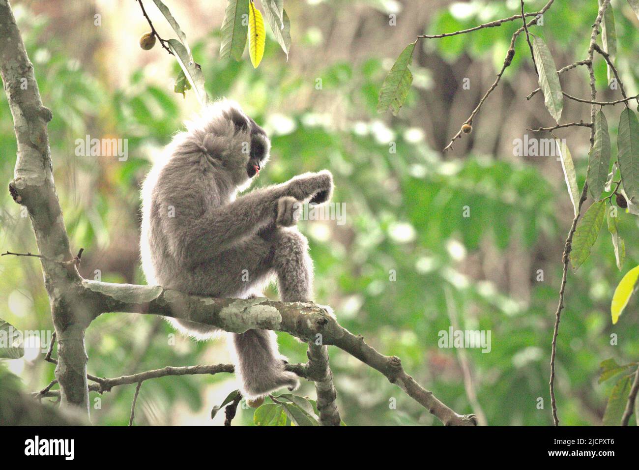 Porträt eines Javanischen Gibbons (Hylobates moloch, silvery gibbon) im Gunung Halimun Salak Nationalpark in West Java, Indonesien. Stockfoto