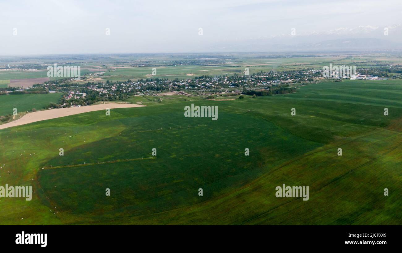 Luftaufnahme von grünen landwirtschaftlichen Feldern mit wachsenden Pflanzen Stockfoto
