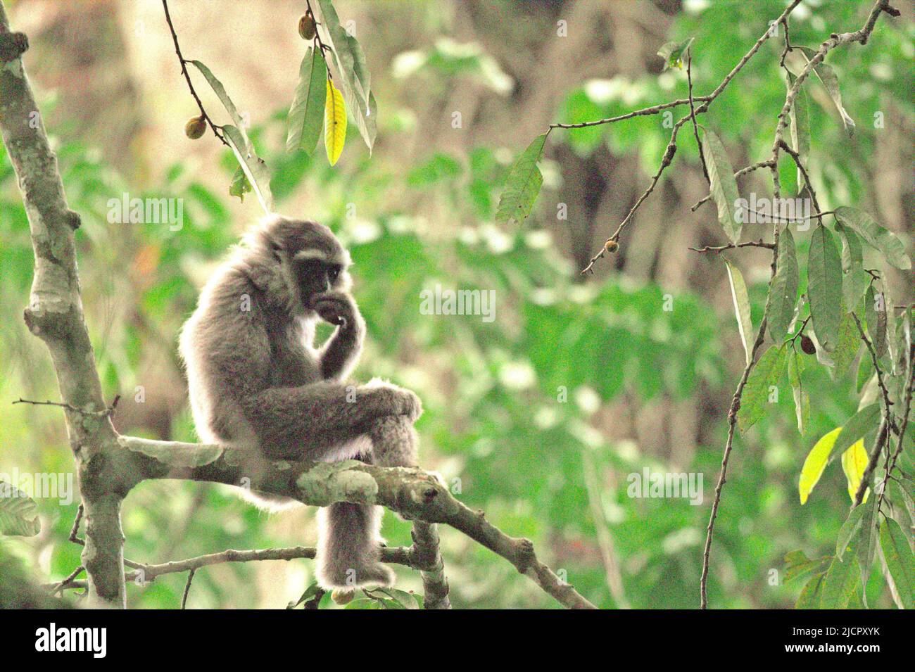 Porträt eines Javanischen Gibbons (Hylobates moloch, silvery gibbon) im Gunung Halimun Salak Nationalpark in West Java, Indonesien. Stockfoto