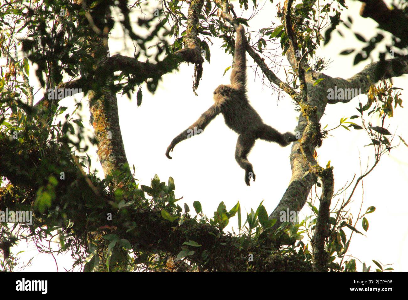 Ein Javaneigebon (Hylobates moloch, silbrig gibbon), der unter dem Regenwalddach im Gunung Halimun Salak National Park in West Java, Indonesien, unterwegs ist. Stockfoto