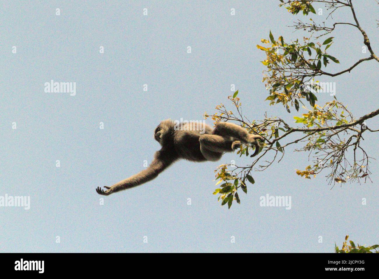 Ein javischer Gibbon (Hylobates moloch, silbrig gibbon) springt zu einem anderen Baum im Gunung Halimun Salak Nationalpark in West Java, Indonesien. Stockfoto