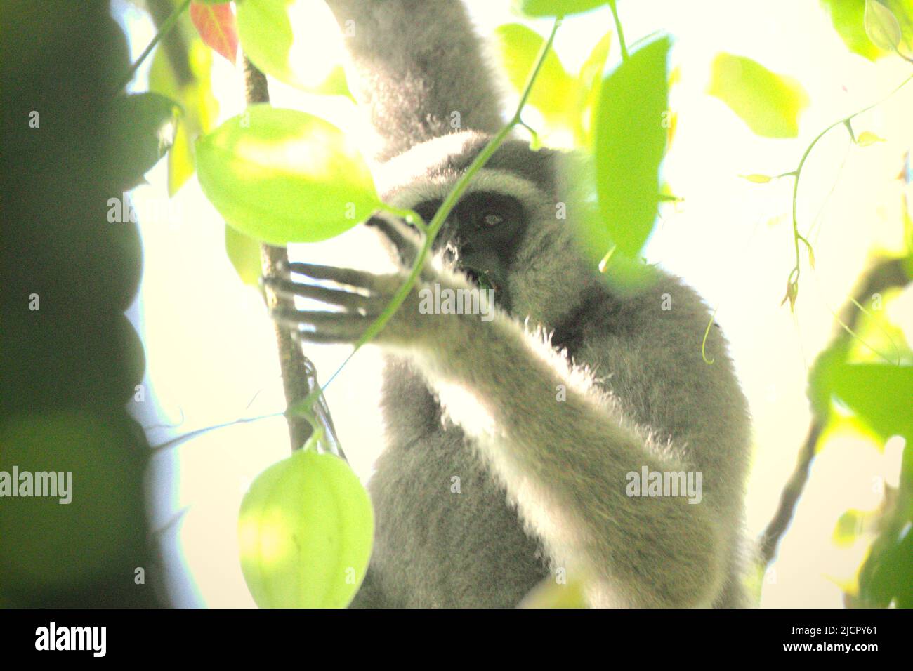 Ein javischer Gibbon (Hylobates moloch, silbrig gibbon), der im Gunung Halimun Salak National Park in West Java, Indonesien, auf Nahrungssuche ist. Stockfoto