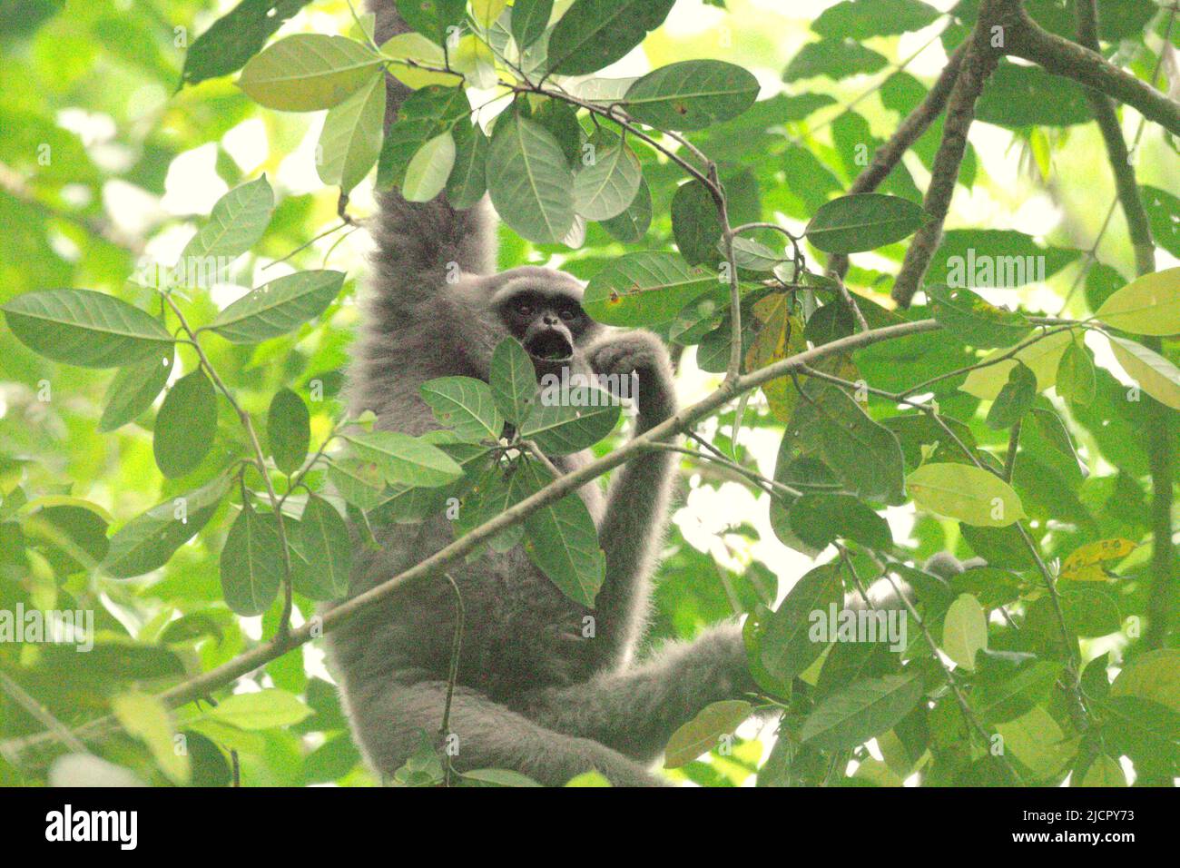 Ein javischer Gibbon (Hylobates moloch, silbrig gibbon), der im Gunung Halimun Salak National Park in West Java, Indonesien, auf Nahrungssuche ist. Stockfoto