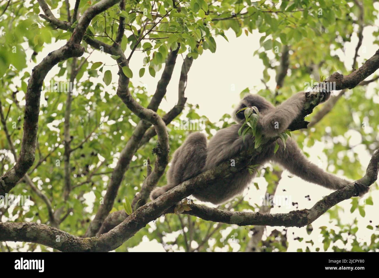 Ein Javanergibbon (Hylobates moloch, silbrig gibbon), der auf einem Baumzweig im Gunung Halimun Salak National Park in West Java, Indonesien, ein Nickerchen macht. Stockfoto
