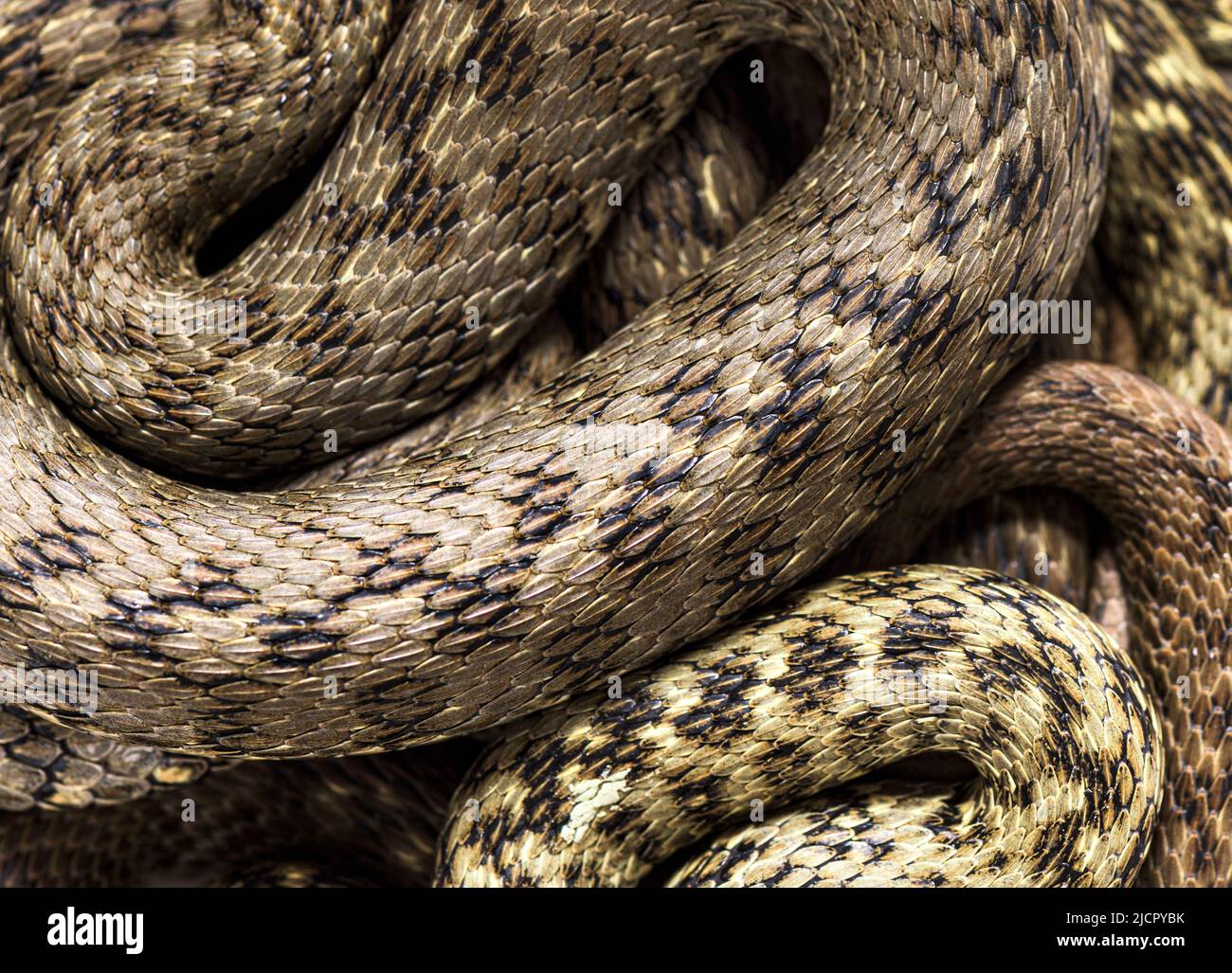 Blick von oben auf Viperine Wasser Schlangenhaut, Natrix maura, nicht giftige und semiaquatische Schlange, isoliert auf weiß Stockfoto