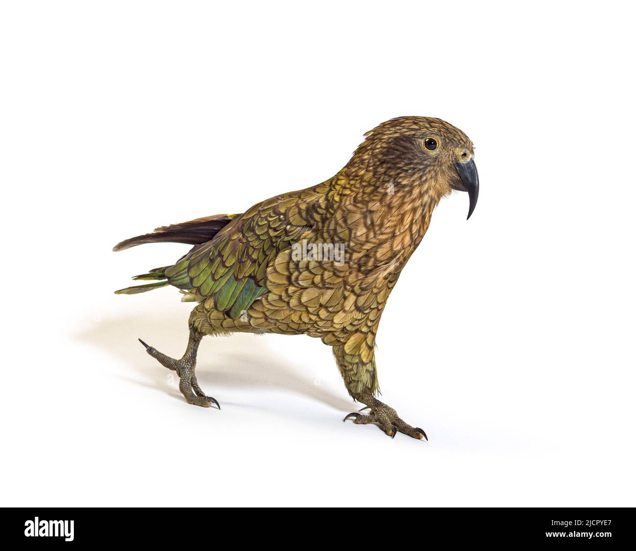 Kea-Vogel-Waliking, Nestor notabilis oder Alpenpapagei, isoliert auf Weiß Stockfoto