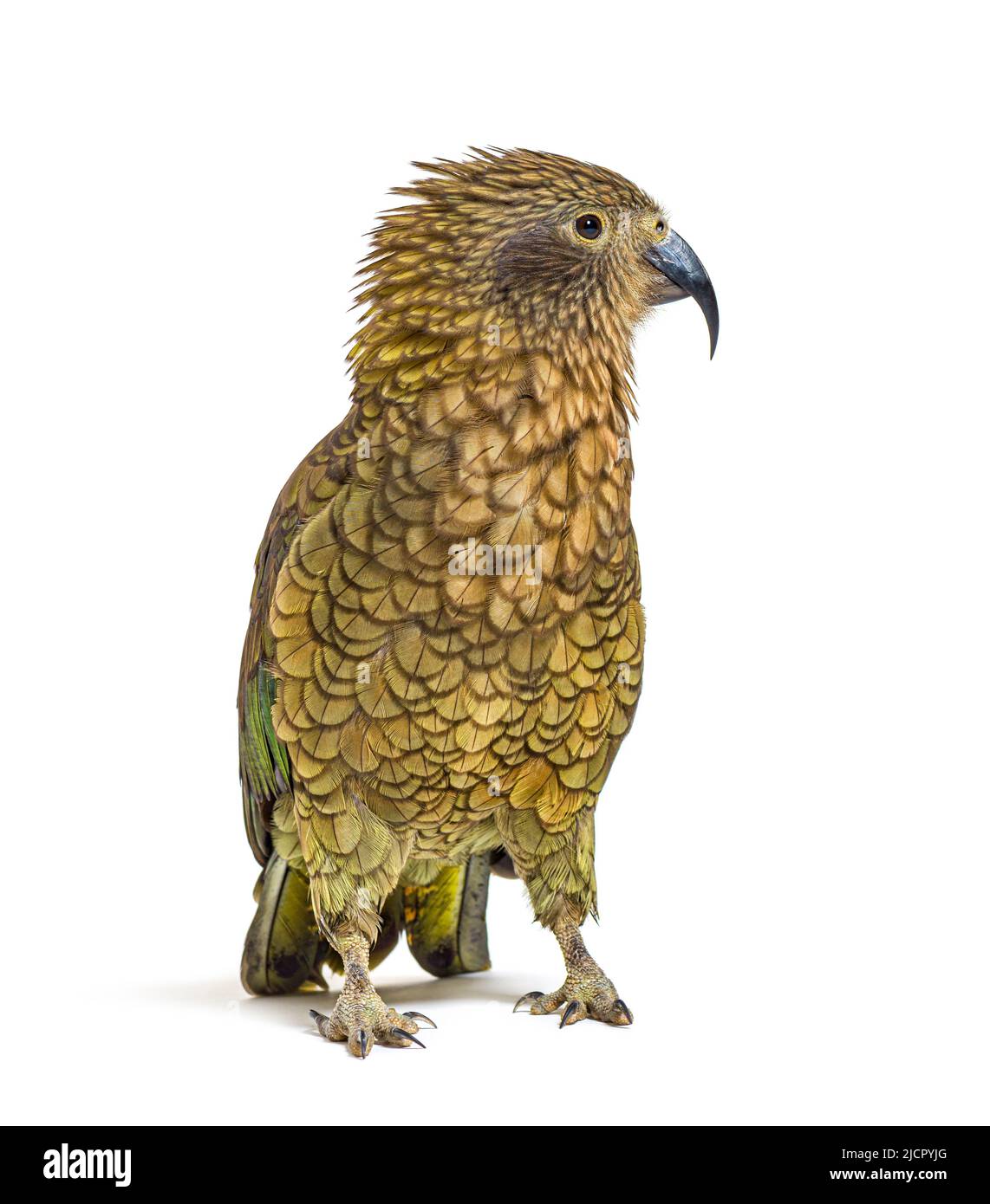 Kea, Nestor notabilis oder Alpenpapagei, der vor weißem Hintergrund kräuselt Stockfoto