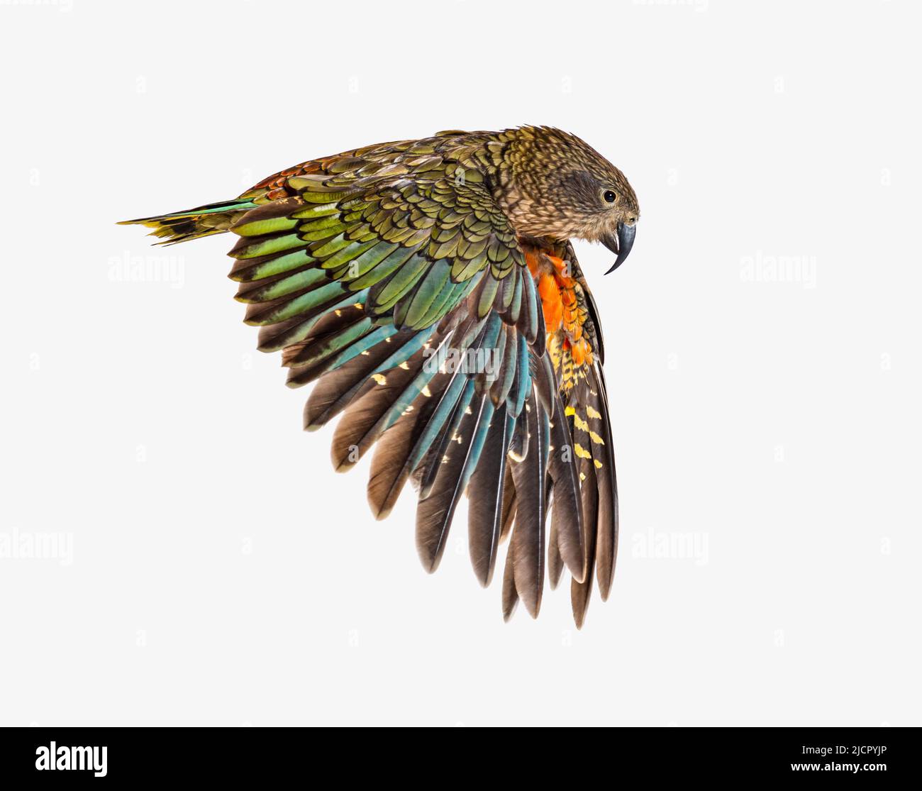 Kea Bird, Nestor notabilis oder Alpenpapagei, fliegend, isoliert auf Weiß Stockfoto