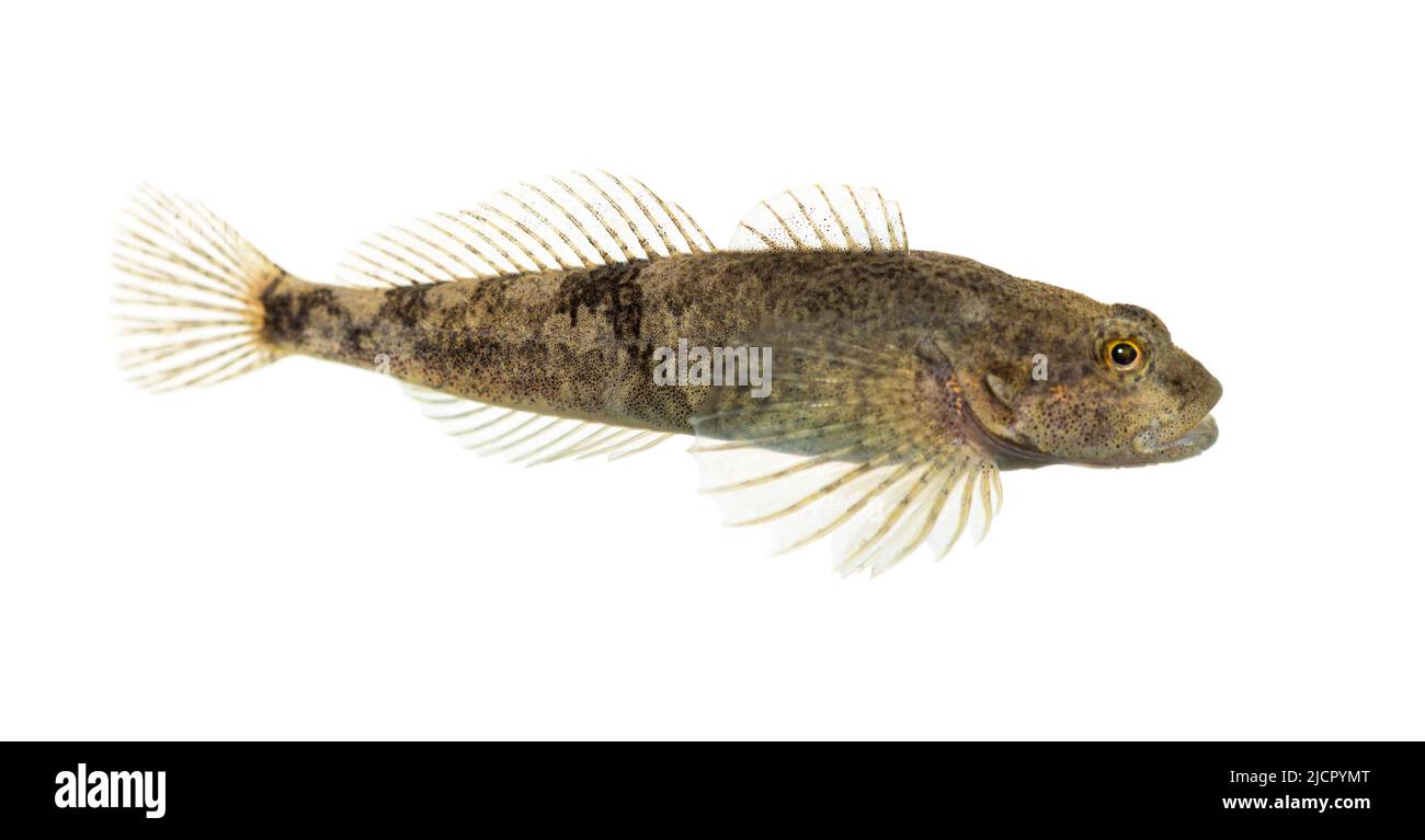 Seitenansicht Rhone Streber, Zingelasper, Süßwasserfische, isoliert auf Weiß Stockfoto
