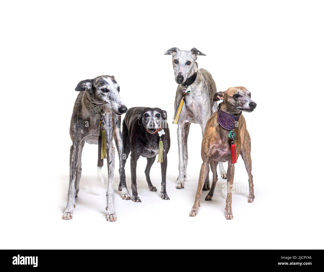 Viele alte Galgo espanol Hunde stehen an einem Kragen, isoliert auf weiß Stockfoto