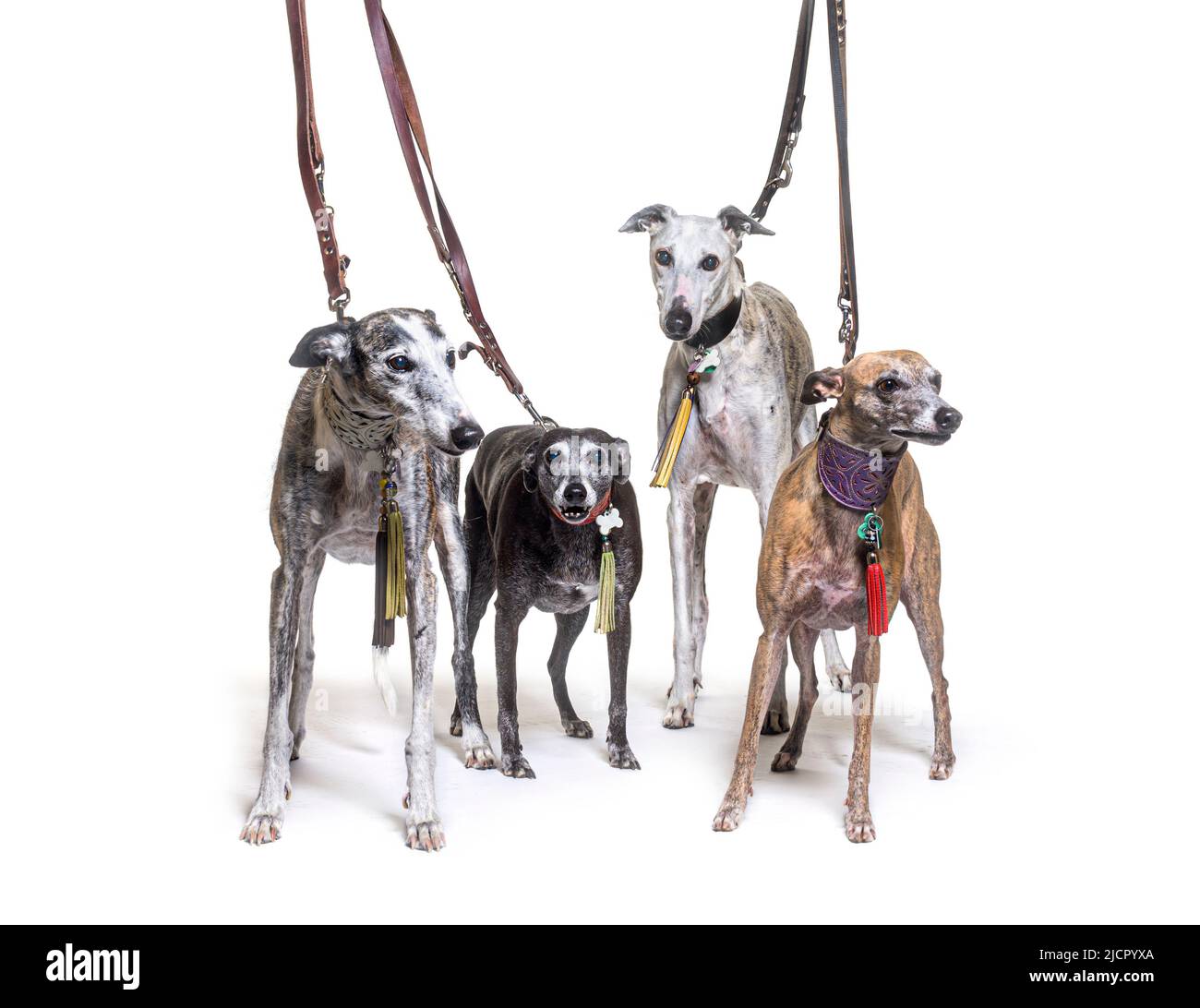 Viele alte Galgo espanol Hunde stehen an einem Kragen, isoliert auf weiß Stockfoto