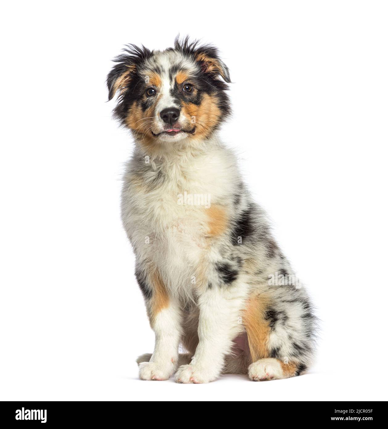 Blauer Merle australischer Schäferhund, isoliert auf Weiß Stockfoto