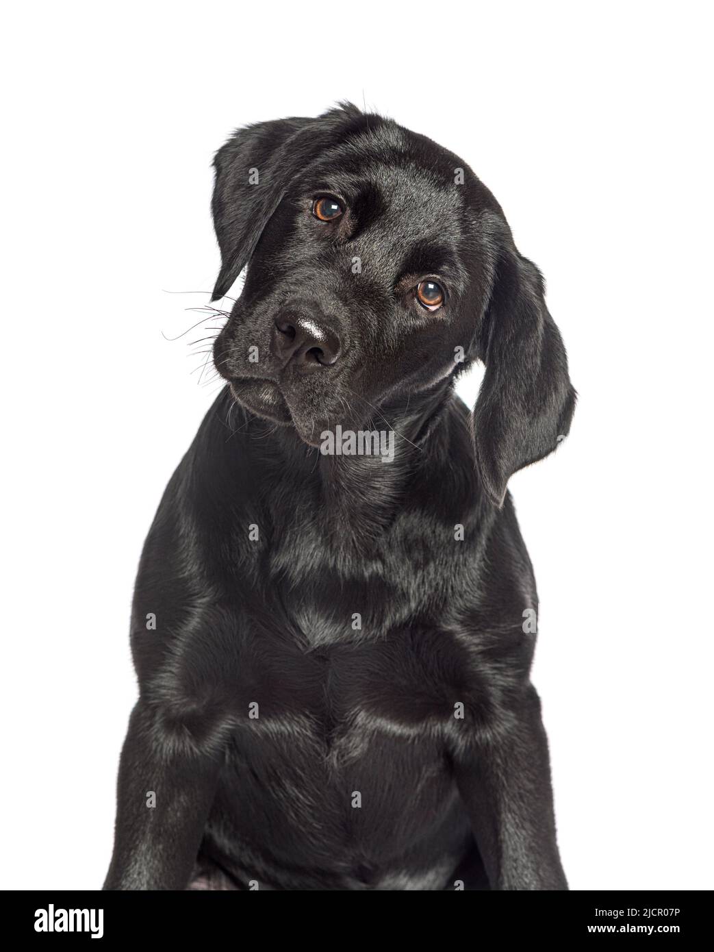 Porträt eines schwarzen labrador-Hundes, der auf Weiß isoliert auf die Kamera schaut Stockfoto