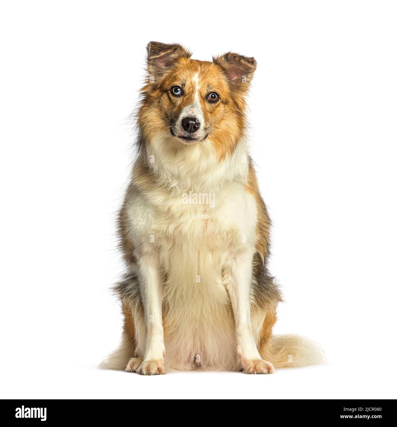 Ungeraden-Augen-Border-Collie-Hund, isoliert auf Weiß Stockfoto
