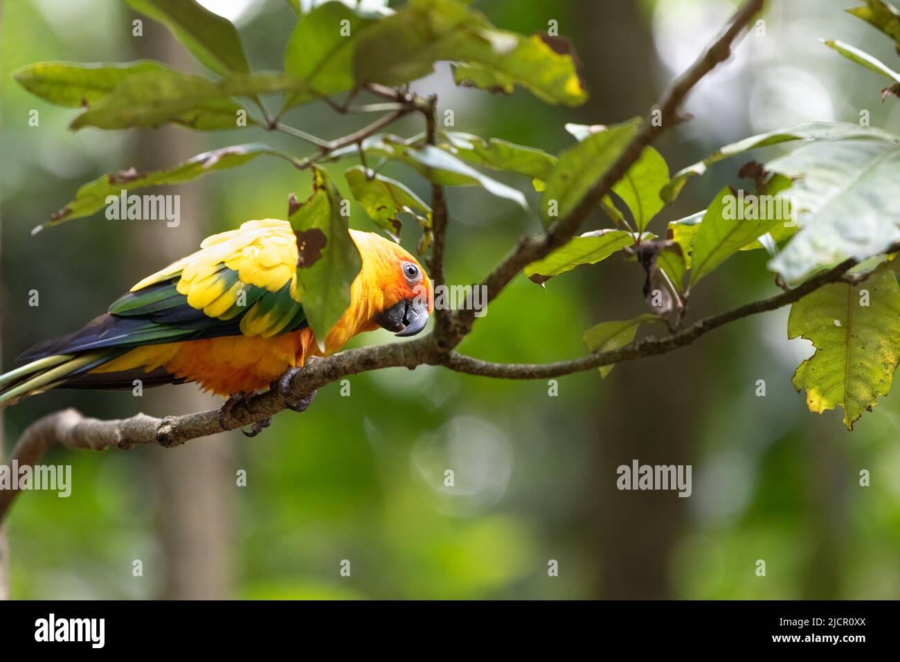 Im Currumbin Wildlife Sanctuary, Queensland, Australien, verbirgt sich die Sonnenconure (Aratinga solstitialis) in Gefangenschaft. Stockfoto