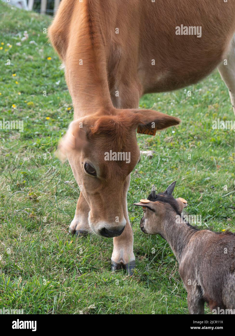 Braune Kuh und eine Zwergziege grüßen einander Stockfoto