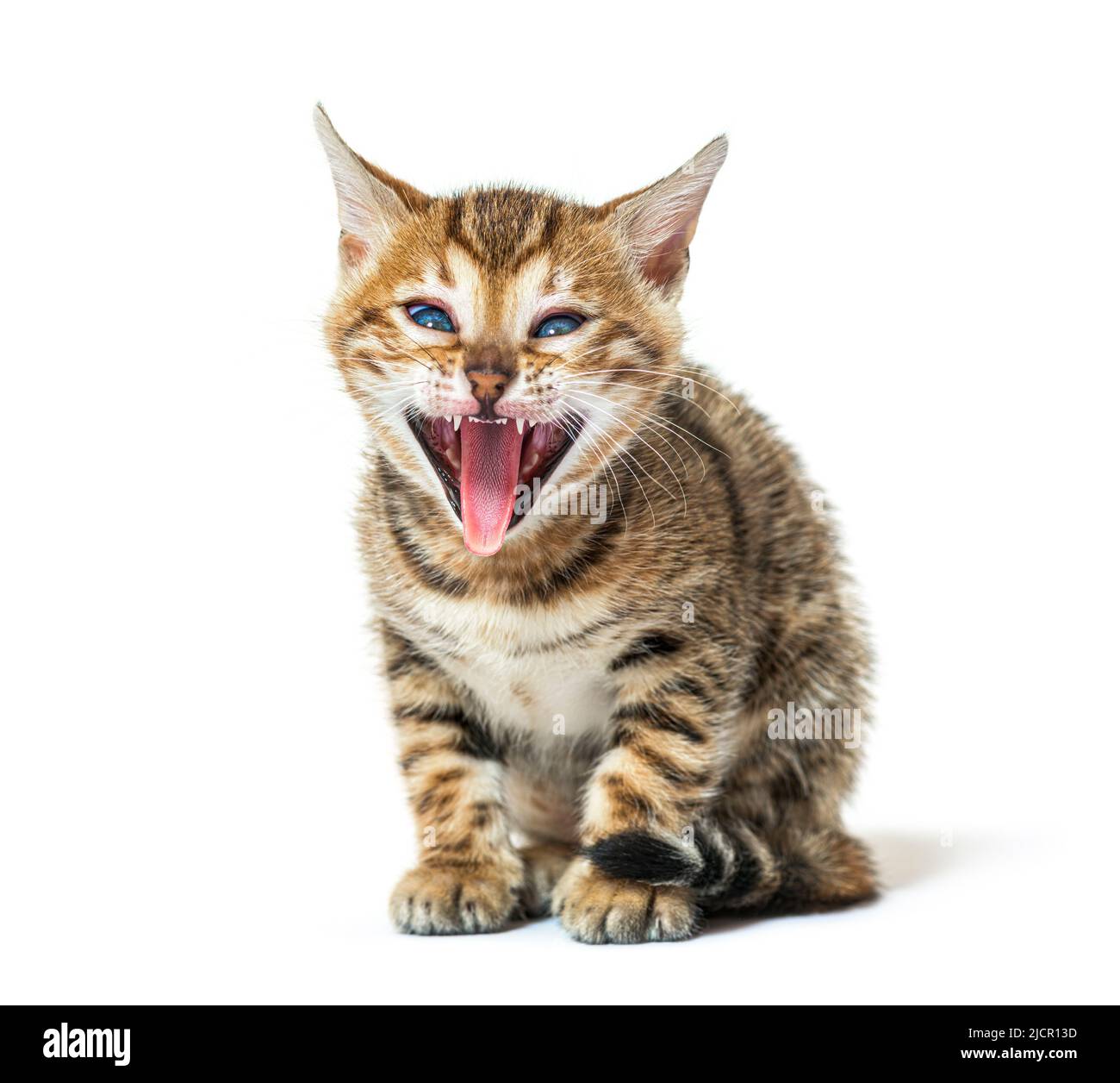 bengalkatzenkätzchen, das ein Gesicht macht und seine raue Zunge zeigt, fünf Wochen alt, isoliert auf Weiß Stockfoto