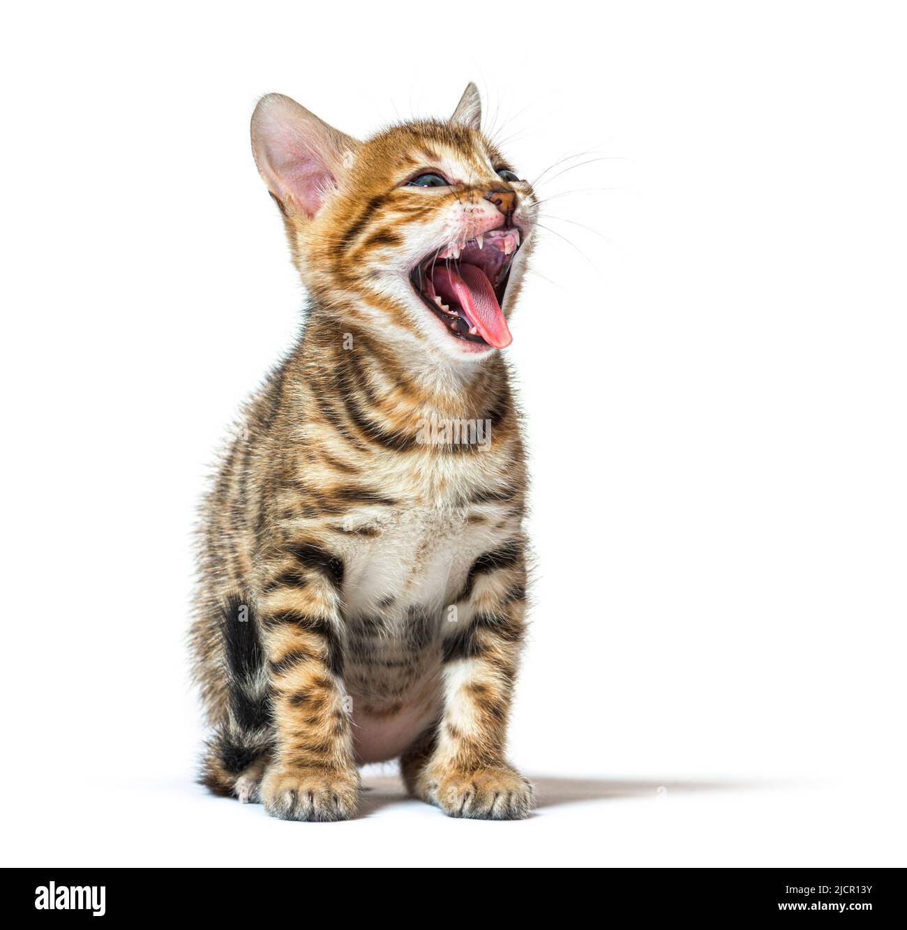 bengalkatzenkätzchen, das ein Gesicht macht und seine raue Zunge zeigt, fünf Wochen alt, isoliert auf Weiß Stockfoto
