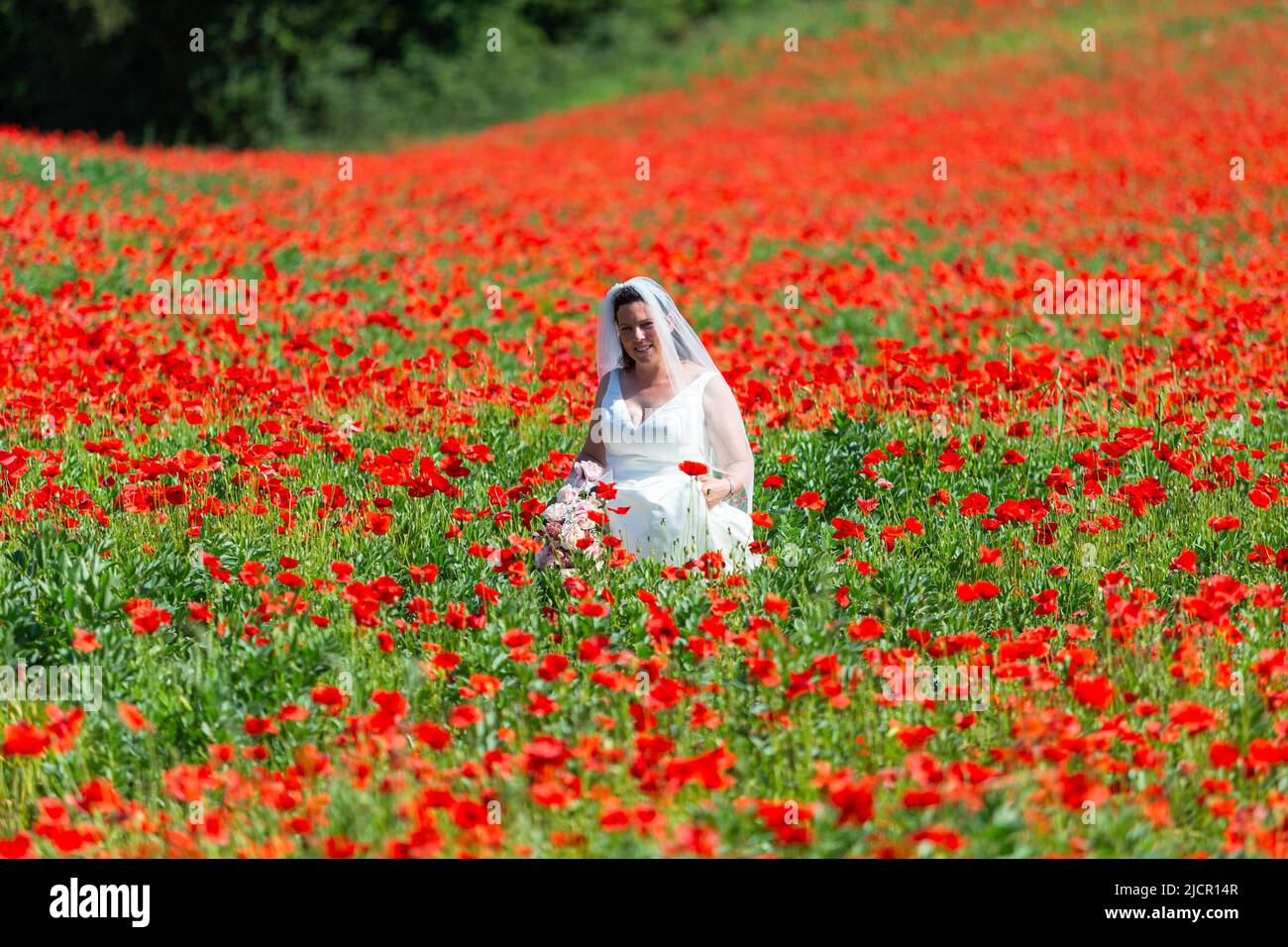 Braut im weißen Hochzeitskleid in einem Mohn Feld, UK 2022 Stockfoto