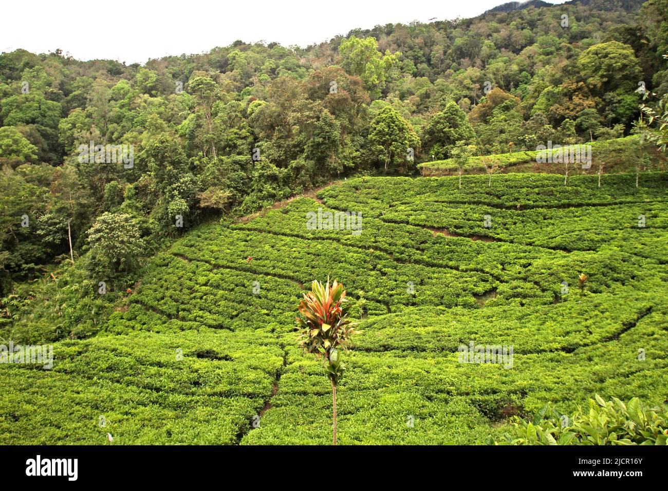Teeplantage am Rande des tropischen Regenwaldes in der Nähe des Gunung Halimun Salak National Park in Citalahab, Malasari, Nanggung, Bogor, West Java, Indonesien. Stockfoto