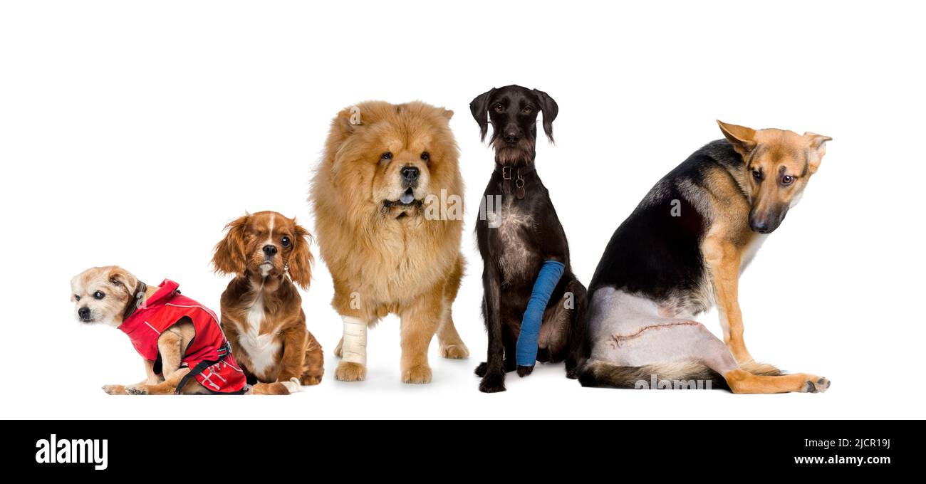 Gruppe von kranken, blinden, verletzten, behinderten Hunden in einer Reihe, isoliert auf weiß Stockfoto