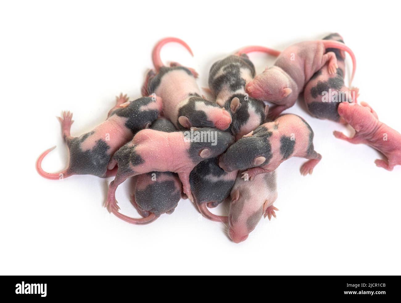 Stapel von sechs Tage alten haarlosen Phantasie Maus Welpen, isoliert auf weiß Stockfoto