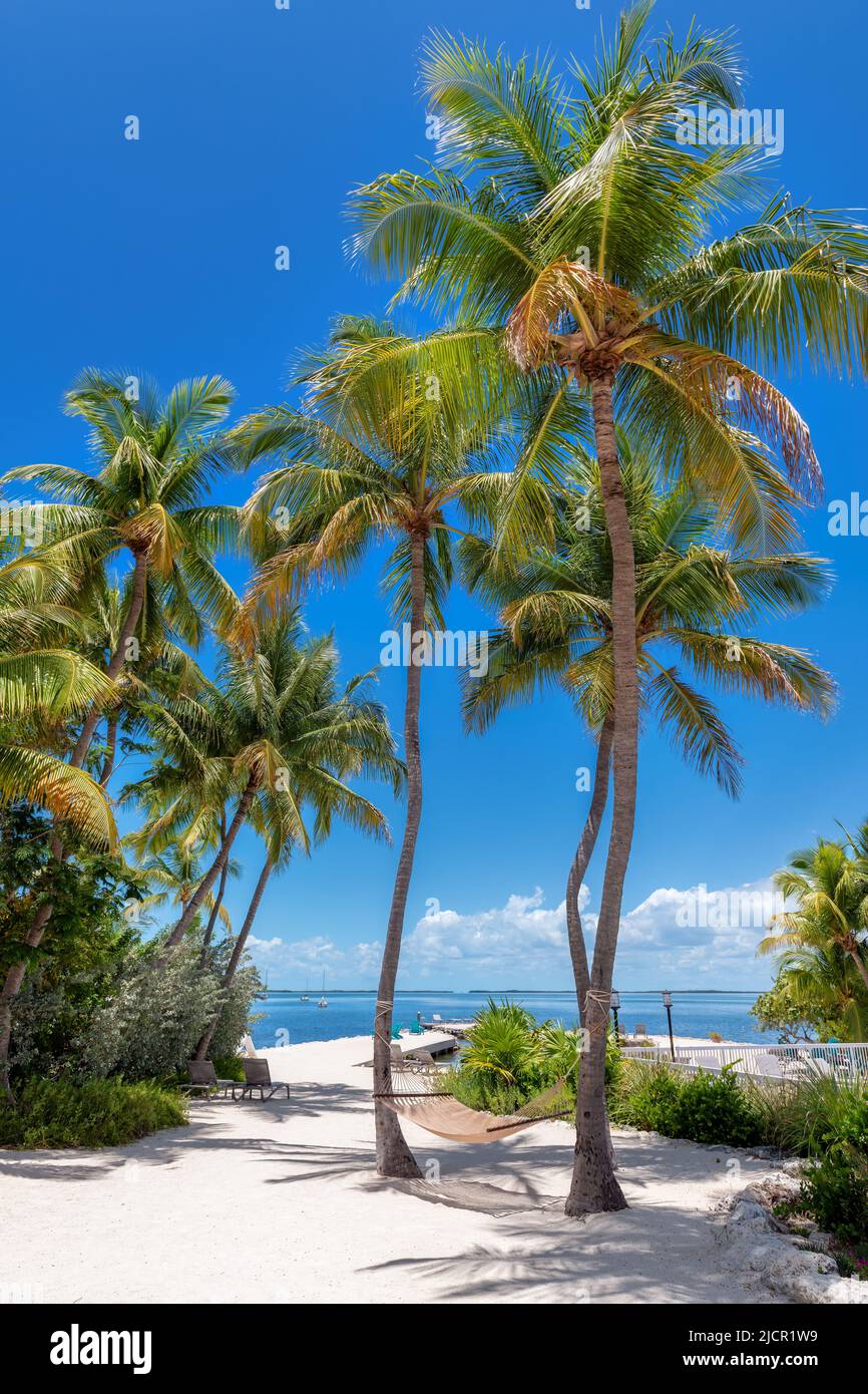 Palmen und Pier an einem wunderschönen tropischen Strand auf der Karibikinsel Stockfoto