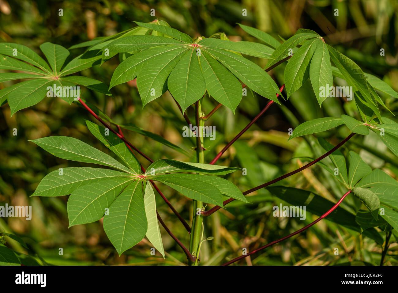 Fingerfrmige bltter -Fotos und -Bildmaterial in hoher Auflsung  Alamy