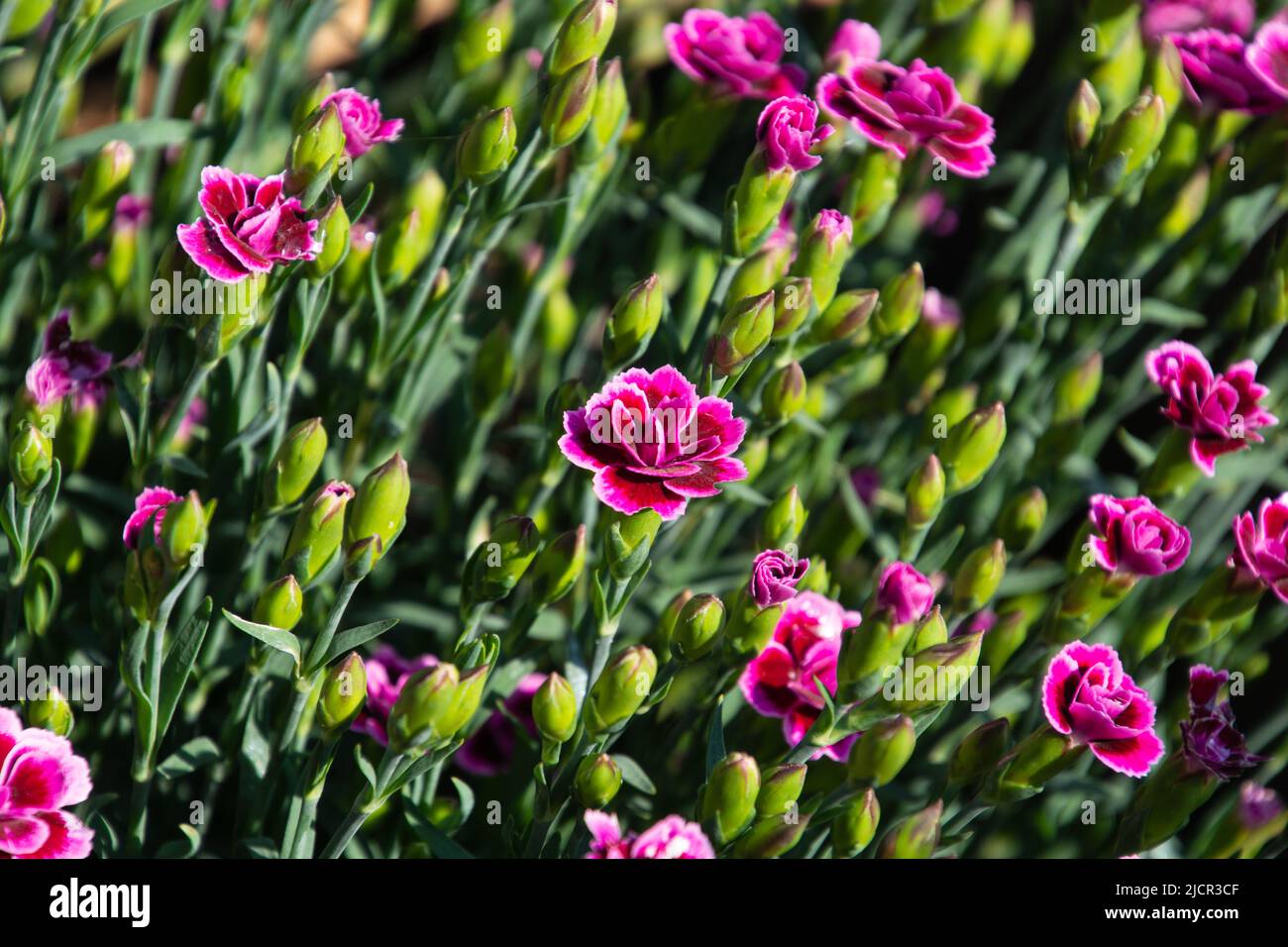 Nelke rosa oder Nelke Pflanze im Garten mit einigen offenen Blumen und geschlossenen Knospen Stockfoto