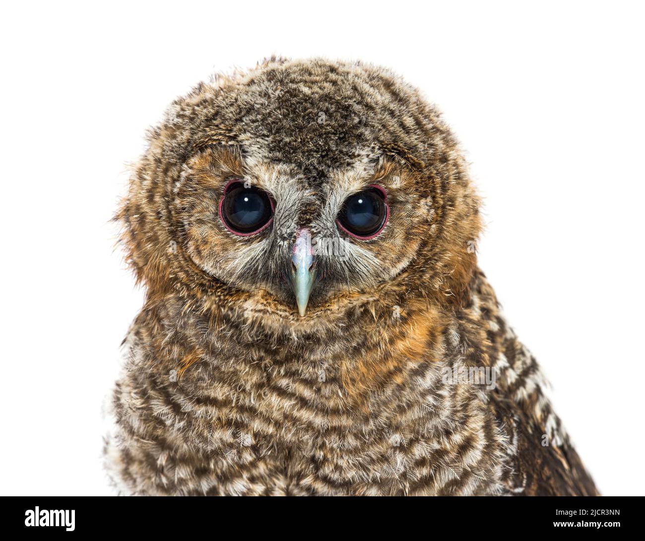 Gesichtsansicht einer einmonatigen Tawny Owl, Strix aluco, isoliert Stockfoto