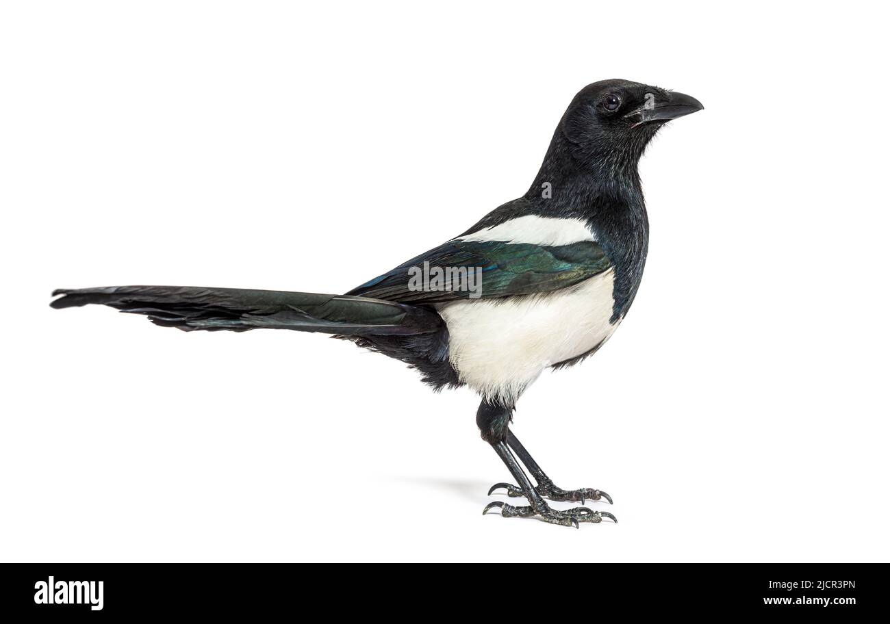 Europäische Elster, Pica pica, isoliert auf whte Stockfoto