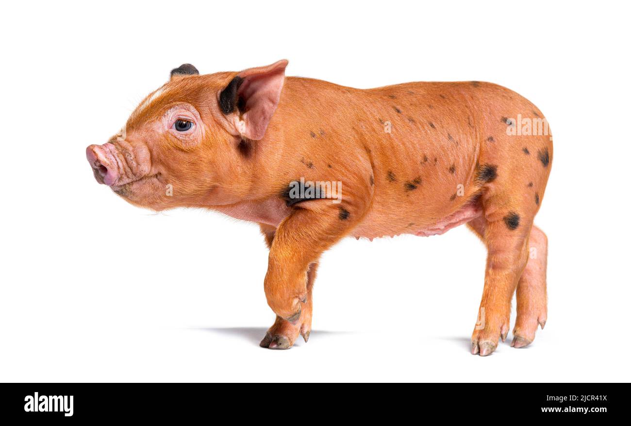 Stehendes junges Schwein, bereit zu gehen, mit Blick auf die Kamera (Mischlingsrasse), isoliert Stockfoto