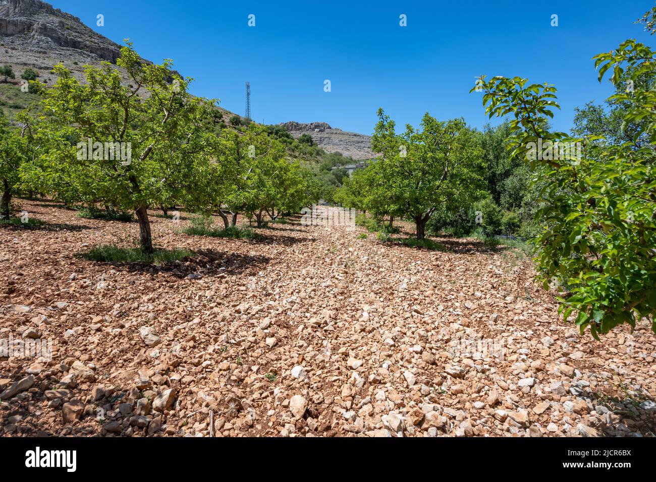 Kalksteinfragmente bedecken den Boden eines Obstgartens. Gaziantep, Türkiye. Stockfoto