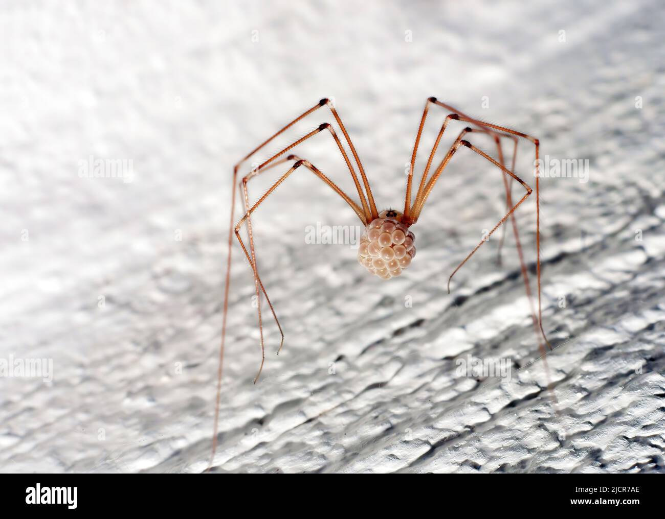 Extrem Nahaufnahme, selektiver Fokus der Aufnahme einer Spinne, die Eier trägt Stockfoto