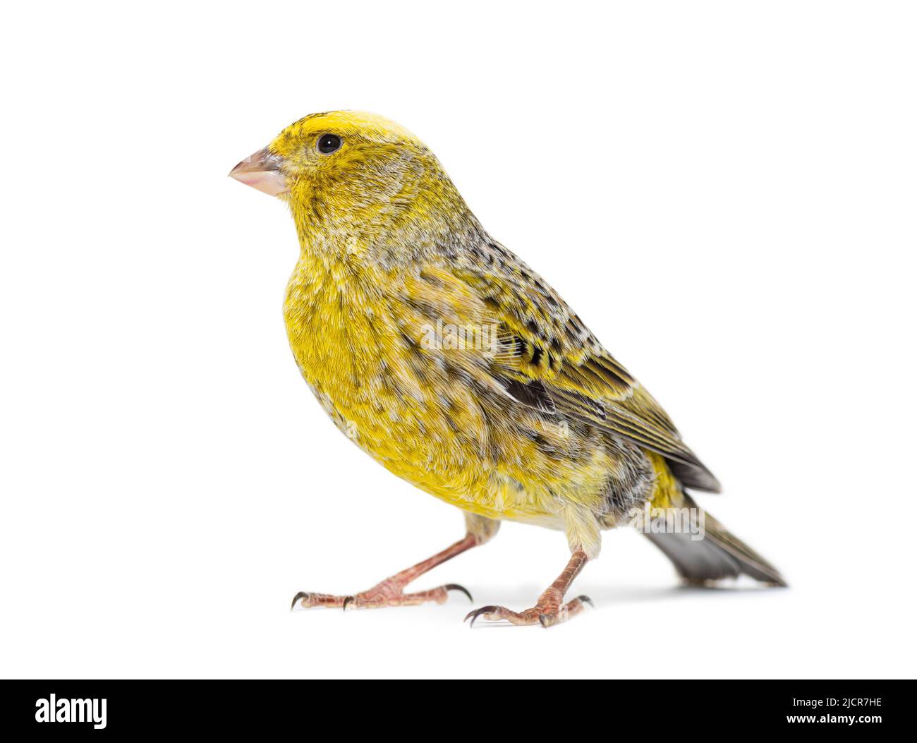 Canary Standing - gefärbter LIZZARD - isoliert auf Weiß Stockfoto