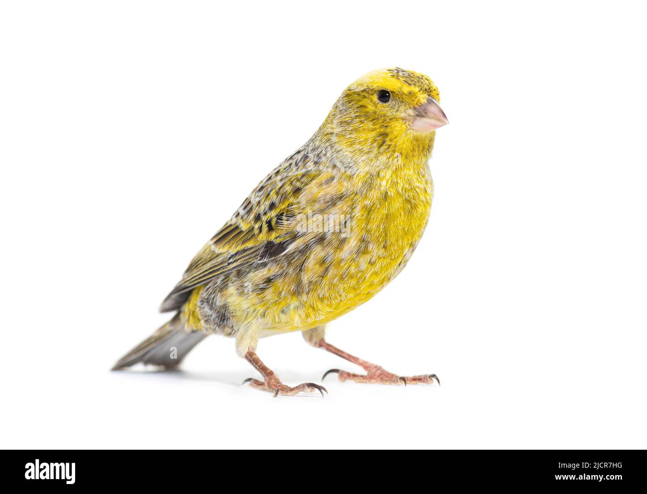Canary Standing - gefärbter LIZZARD - isoliert auf Weiß Stockfoto