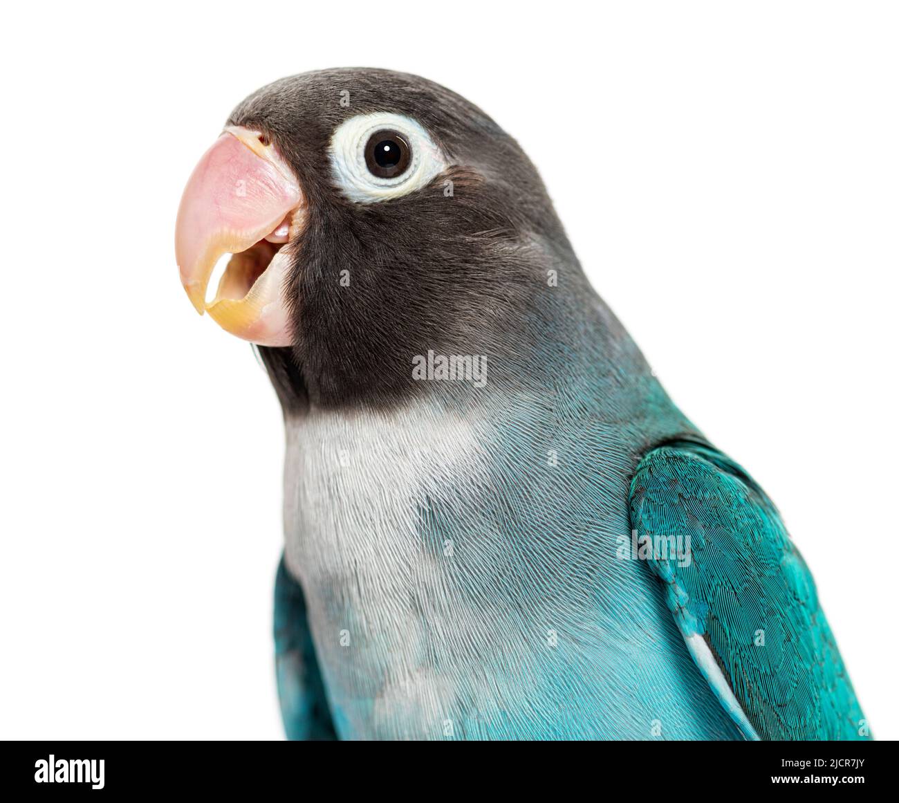 Nahaufnahme eines Schwarzkehlchen-Lovebird – Agapornis Nigrigenis – Blaue Mutation Stockfoto
