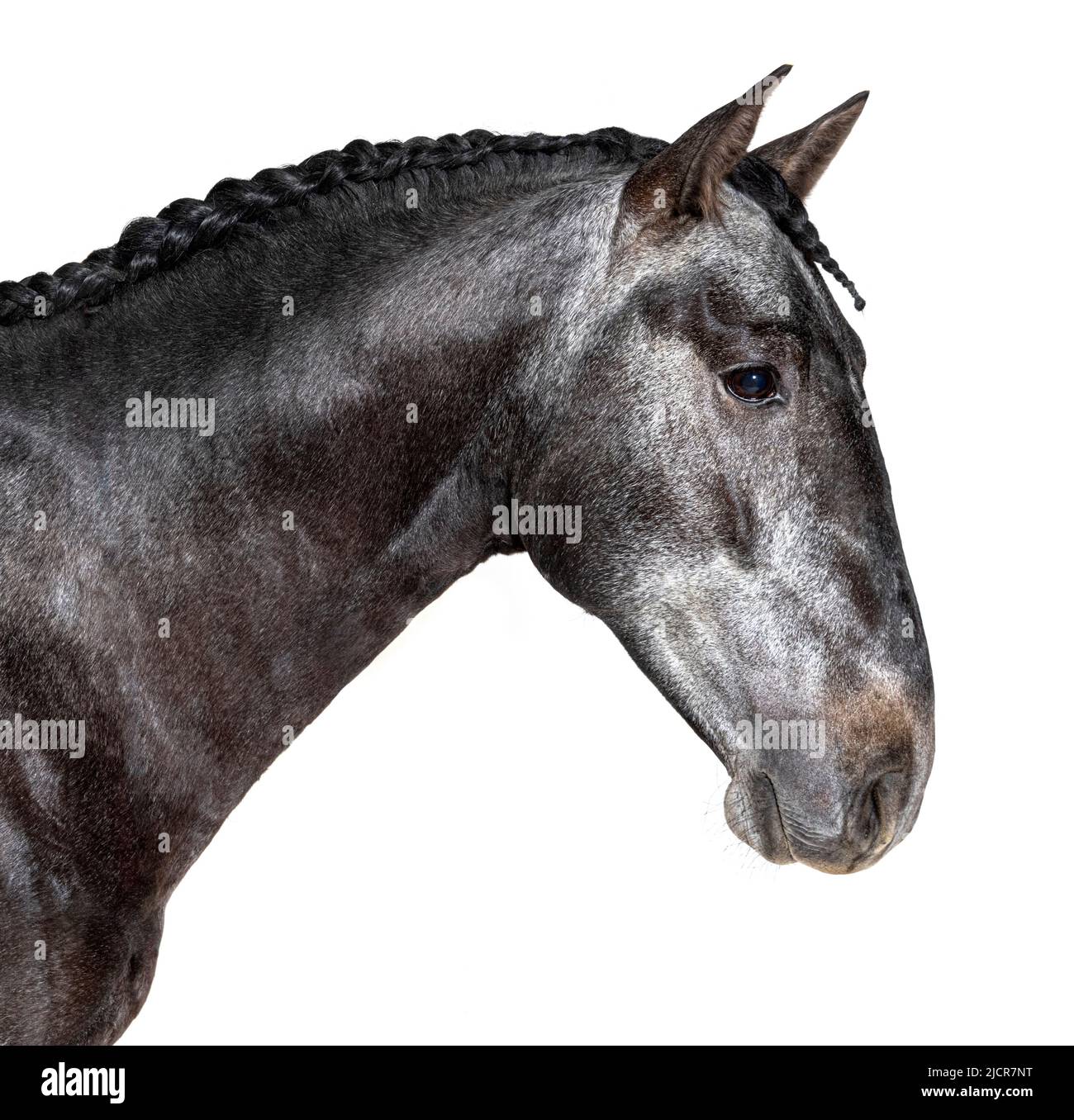 Kopfaufnahme eines Profils Lusitano, portugiesisches Pferd, isoliert auf Weiß Stockfoto