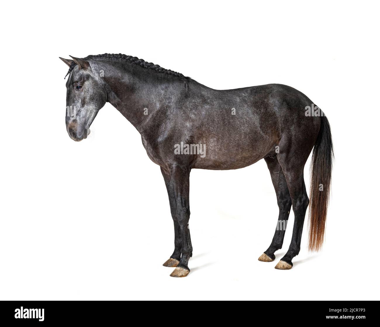 Profil Lusitano, portugiesisches Pferd, isoliert auf Weiß Stockfoto