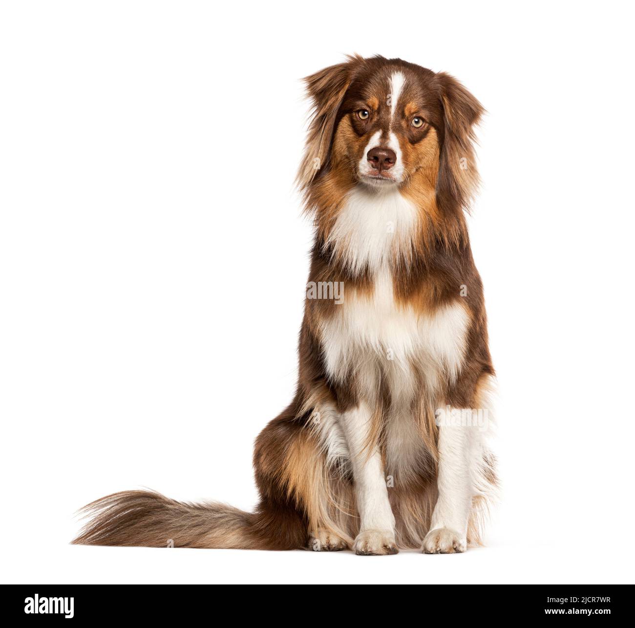 Roter dreifarbiger junger, einjähriger australischer Schäferhund, isoliert auf Weiß, schaut auf die Kamera Stockfoto