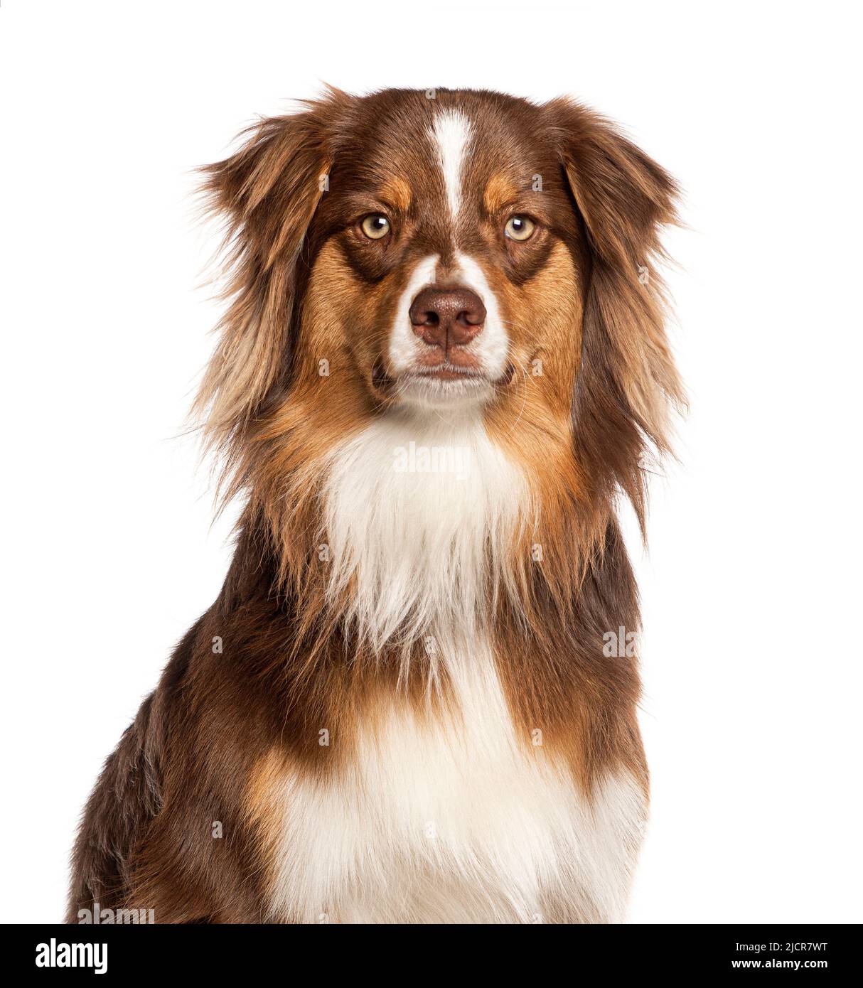 Nahaufnahme eines roten dreifarbigen jungen, einjährigen australischen Schäferhundes, der isoliert auf Weiß auf die Kamera schaut Stockfoto