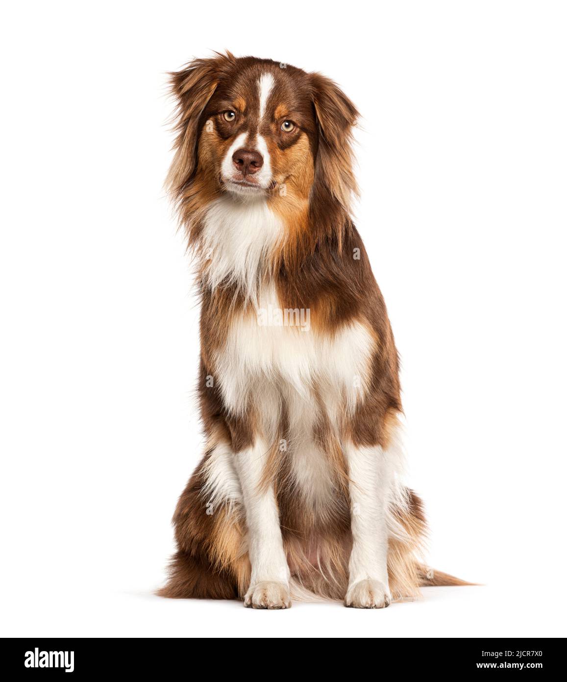 Roter dreifarbiger junger, einjähriger australischer Schäferhund, isoliert auf Weiß, schaut auf die Kamera Stockfoto