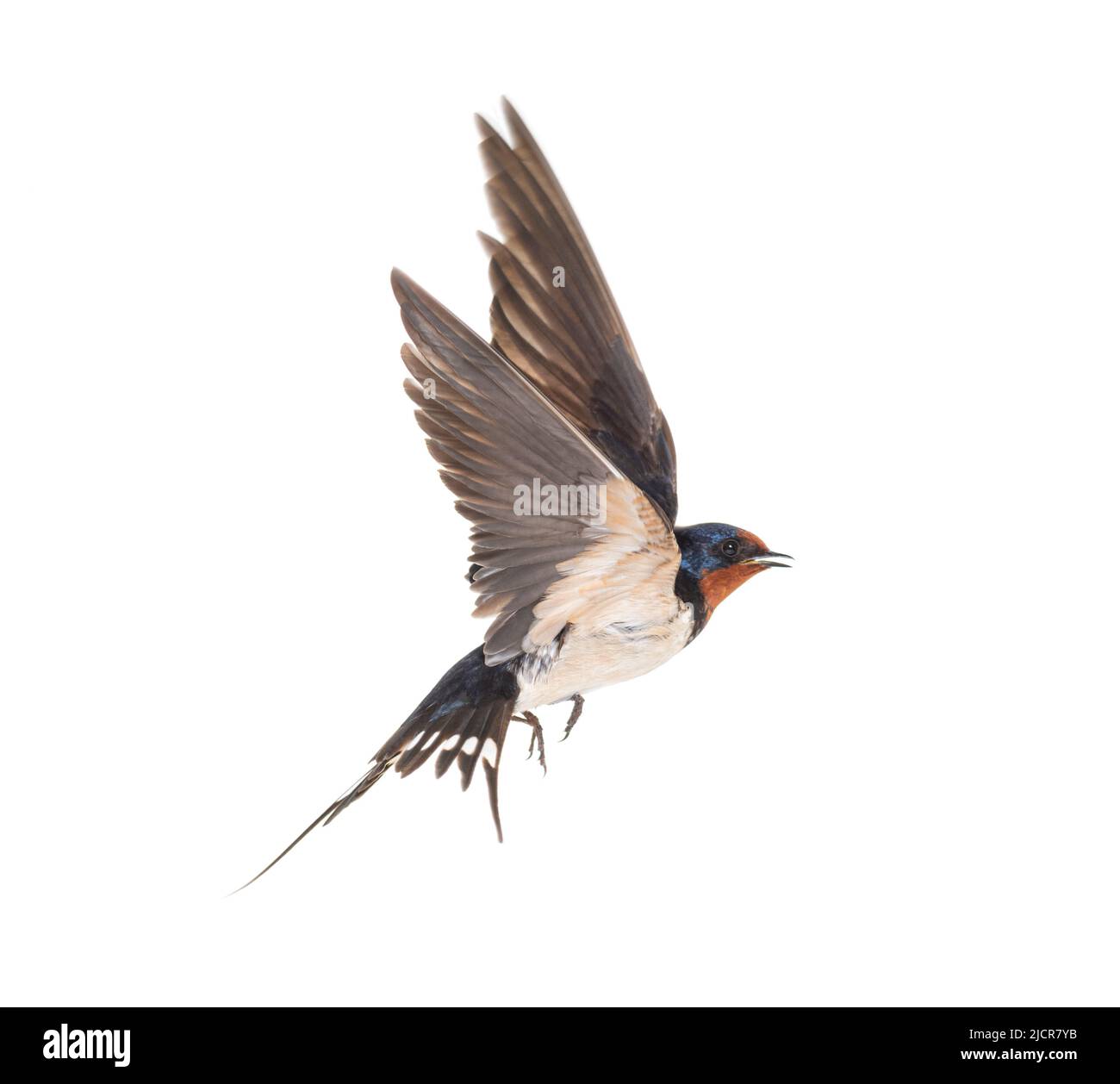 Scheune Swallow Fliegende Flügel ausgebreitet, Vogel, Hirundo rustica, fliegen vor weißem Hintergrund Stockfoto
