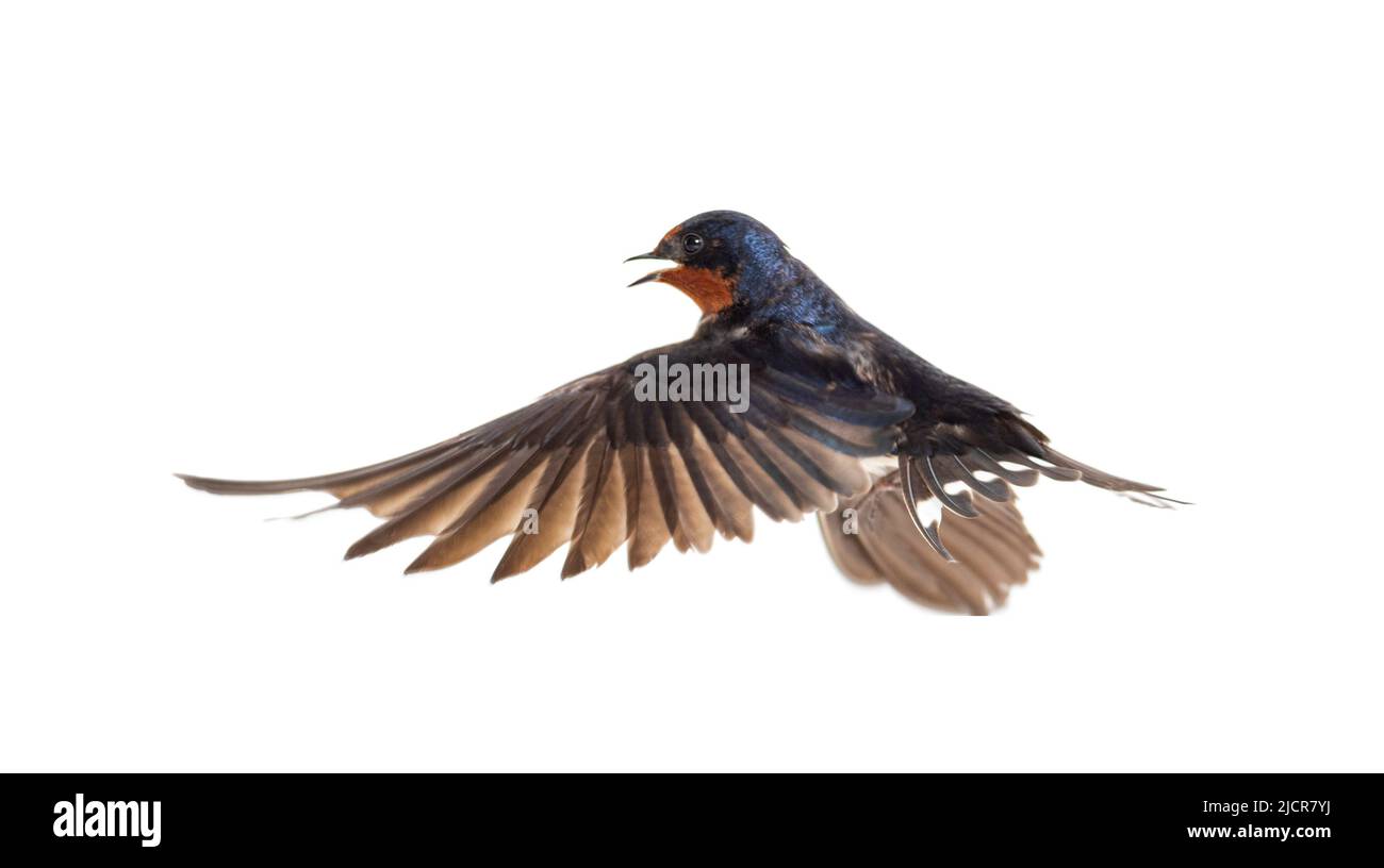 Scheune Swallow Fliegende Flügel ausgebreitet, Vogel, Hirundo rustica, fliegen vor weißem Hintergrund Stockfoto