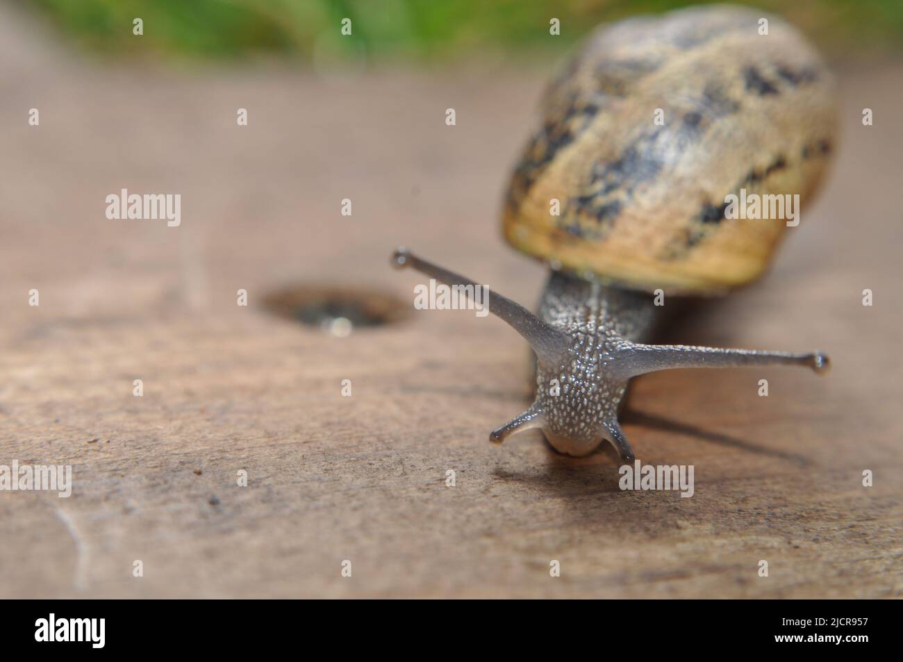 Helix aspera (Common Garden Snail) auf Holzdecking-Tafel im britischen Garten Stockfoto