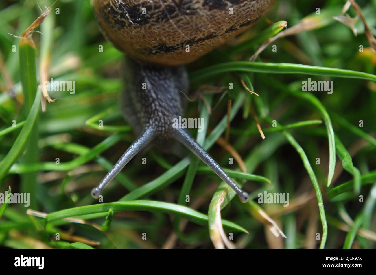 Helix asperra (Common Garden Snail) im Gras im britischen Garten Stockfoto
