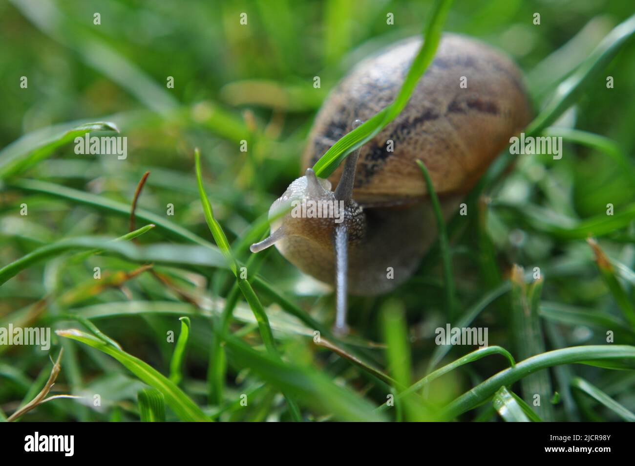 Helix asperra (Common Garden Snail) im Gras im britischen Garten Stockfoto