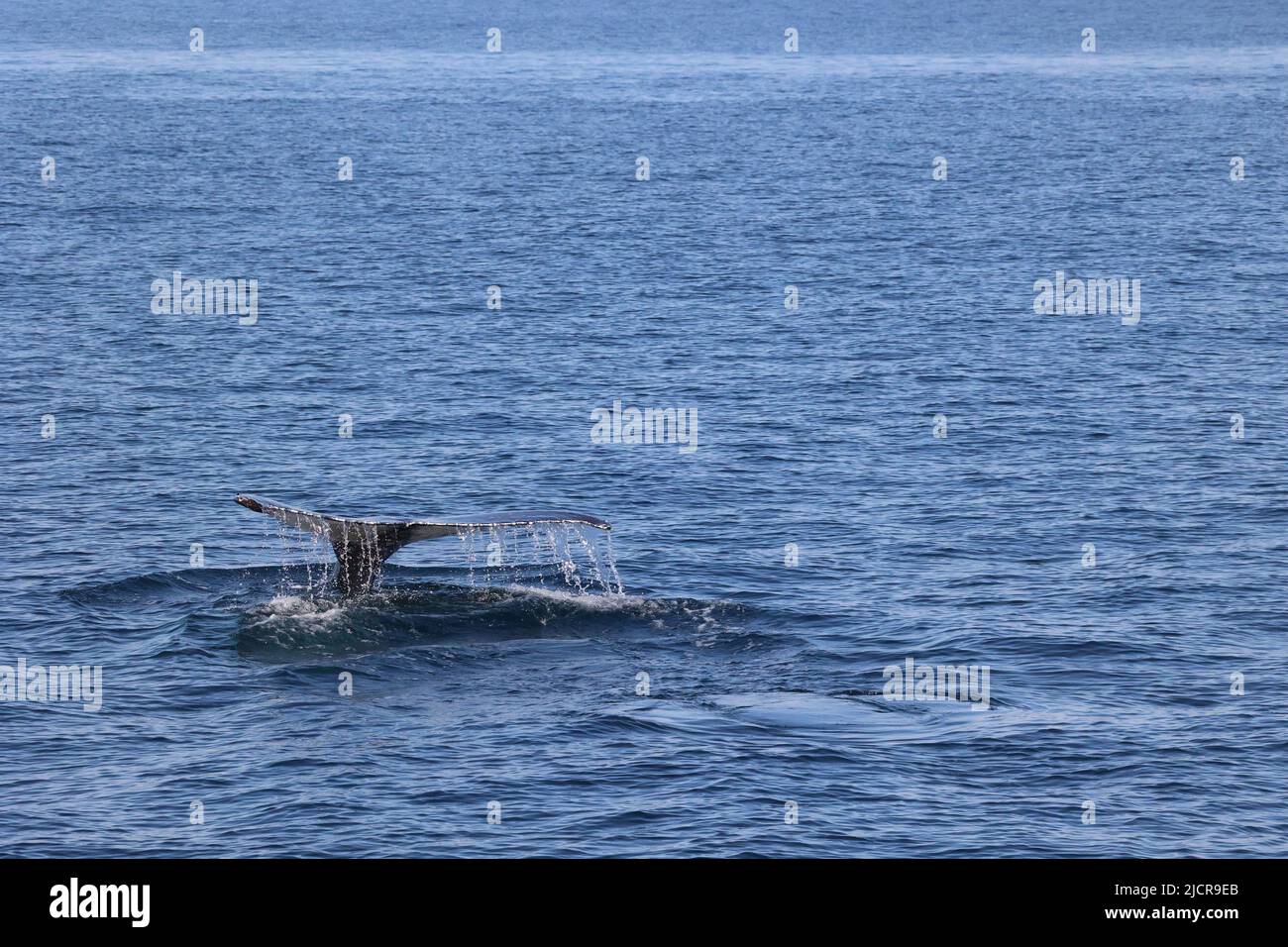 Südliche Glattwale in Hermanus, Wale tauchen ins Meer Stockfoto
