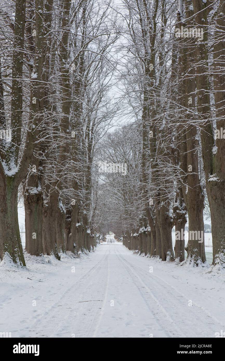 Kleinblättrige Linden (Tilia cordata). Avenue im Winter. Schleswig-Holstein, Deutschland Stockfoto