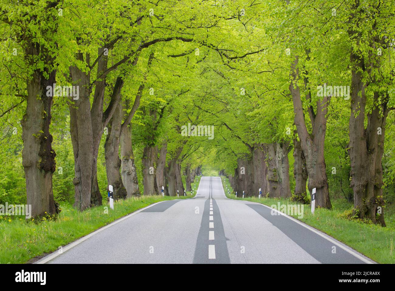 Linden (Tilia sp.) Avenue im Frühling. Mecklenburg-Vorpommern, Deutschland Stockfoto